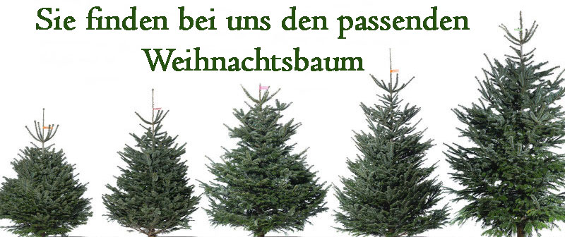 weihnachtsbaum aus der region